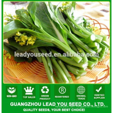 NCS02 Haore choy sum seeds for planting,seeds factory